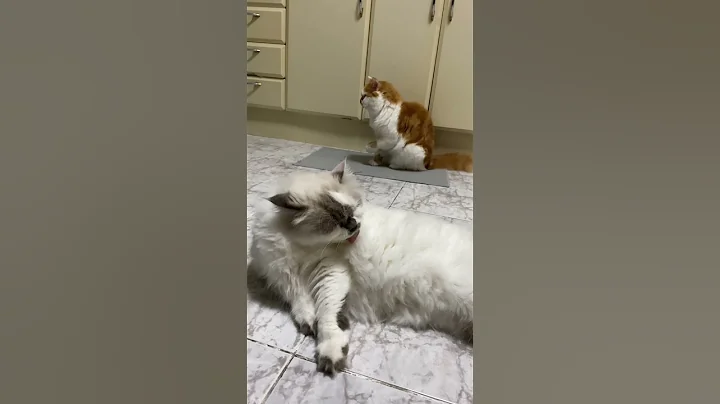 Video 5125461: cats animals catlover, cat bath, cat animal fun