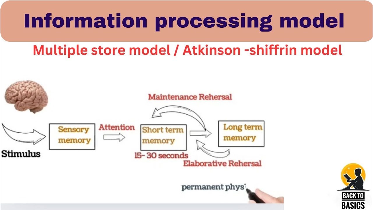 Information processing model of memory psychology #backtobasics - YouTube