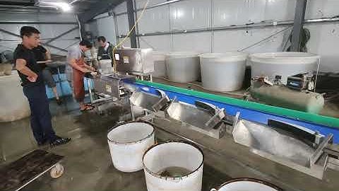 Automatic weight sorter for live fish. Live fish weight grading machine. 3-level sorting equipment.