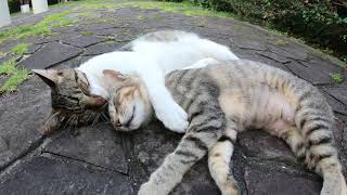 一緒に眠る猫達、寝ぼけて仲間猫に噛みついてしまうwww