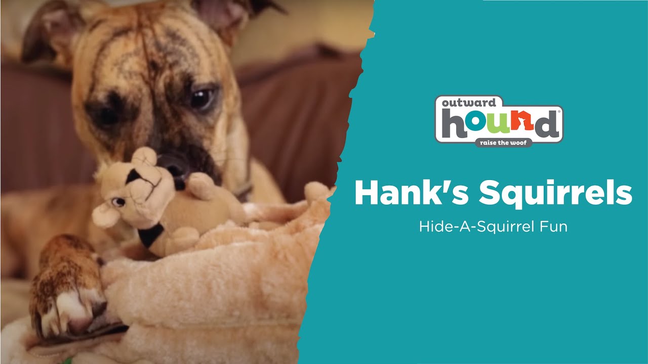 Outward Hound Hide A Squirrel Puzzle Dog Toy - Hilton, NY - Pet