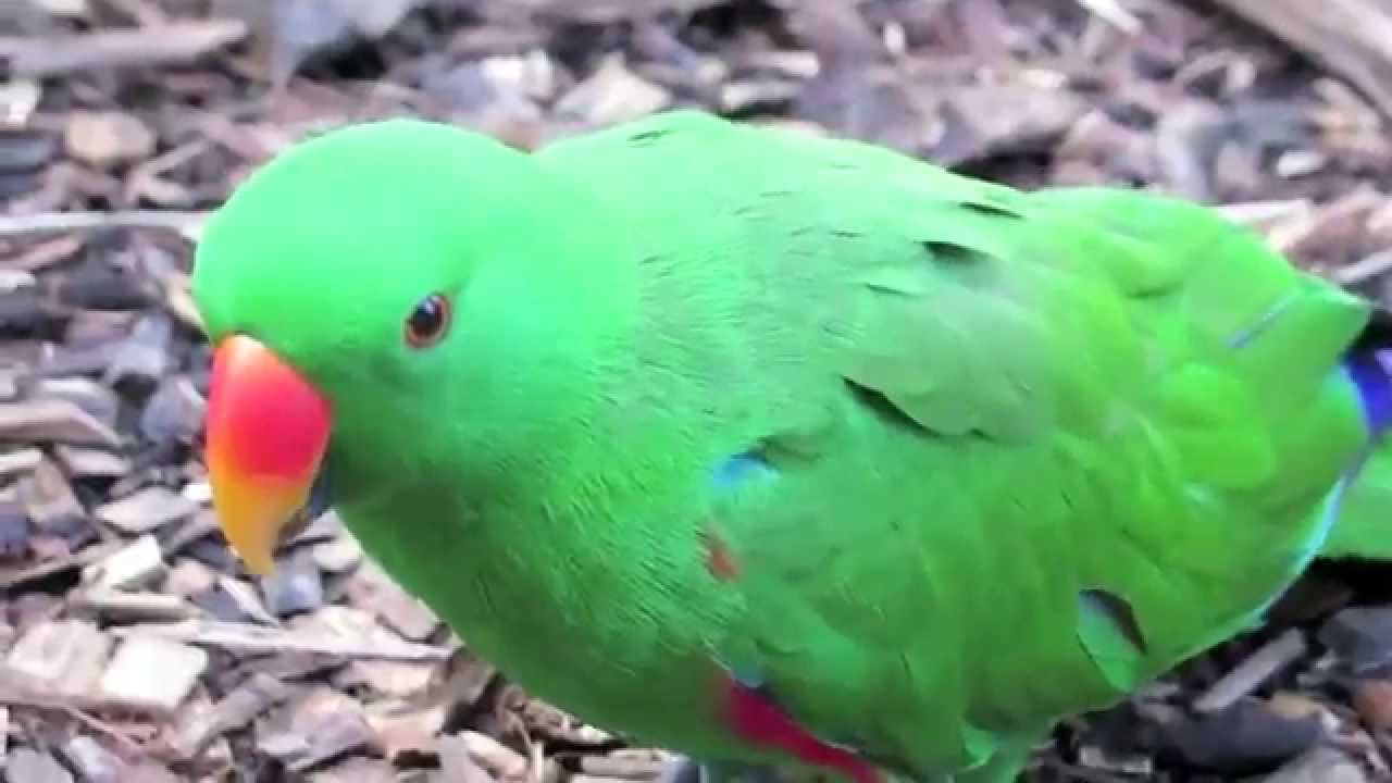 Попугай лори Lory perrot - YouTube