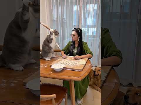 我家貓最近飄了，囂張得完全不把我放在眼裡 #小貓日常 #萌寵出道計劃#貓咪的迷惑行為 #萌寵成精了 #鏟屎官的日常 thumbnail