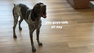 Puppy Likes To Interrupt Every Time Mom & Dad Are Talking | German Shorthaired Pointer |