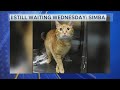 Still Waiting Wednesday: Meet Simba