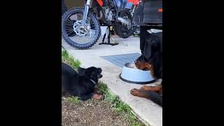 puppy rottweiler for sale | rottweiler adoption chicago | rottweiler rescue illinois |
