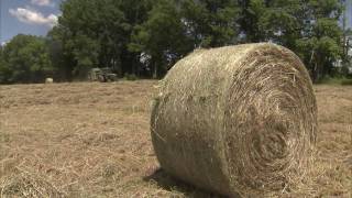 Growing Hay for the Cattle - America's Heartland