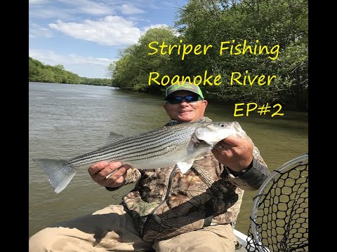 Roanoke Rippers Striper fishing the Roanoke River in April 2020 / EP#2 , Tips,rigs and ...