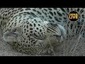 safariLIVE - Sunset Safari - July 02, 2019