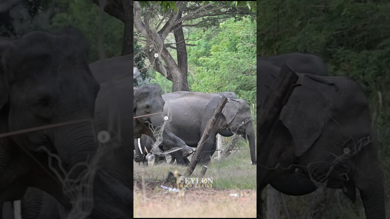 Electric fence vs  female, Elephant leaders 🤪🍃❤️🐘⚡️💡 #elephant #wildliferescue