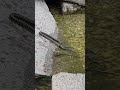 Snake vs. big bass