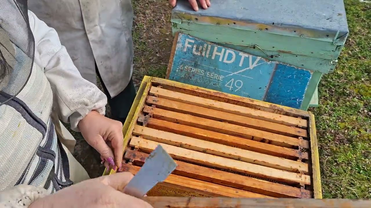 Albine  , curățenie  , turtă  proteica  . 