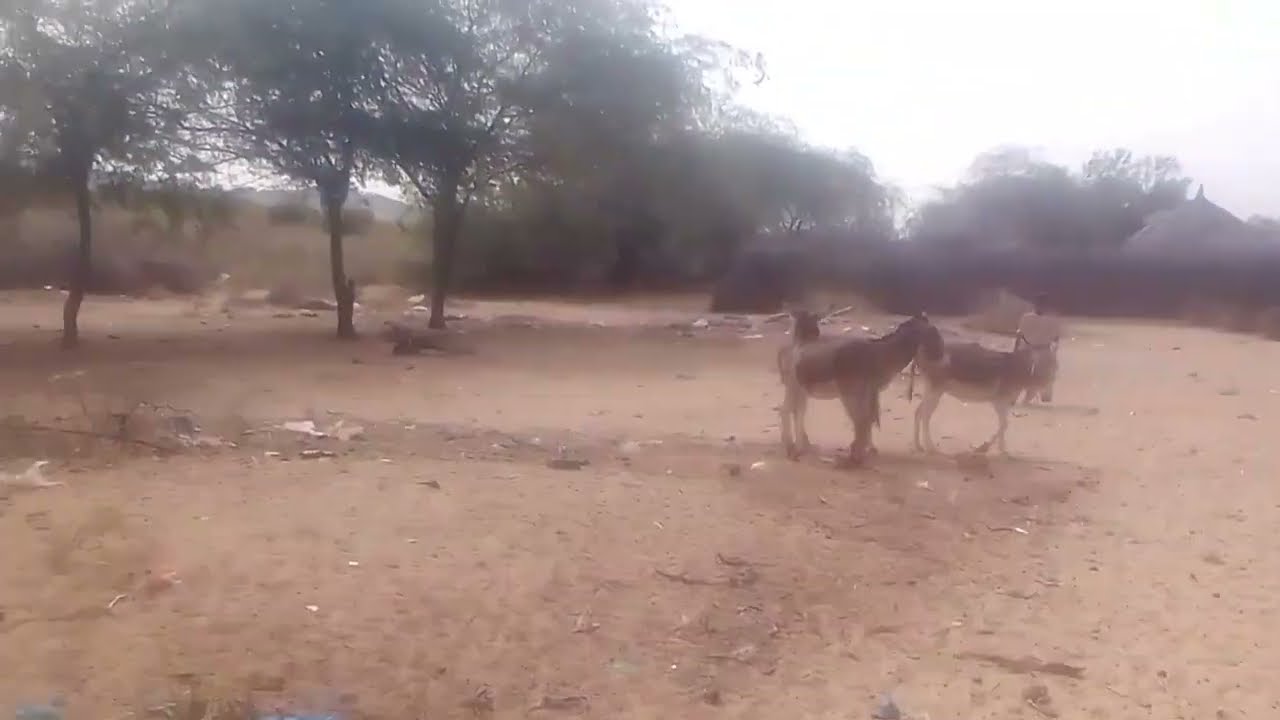 Donkey brending vedio 😆🤪