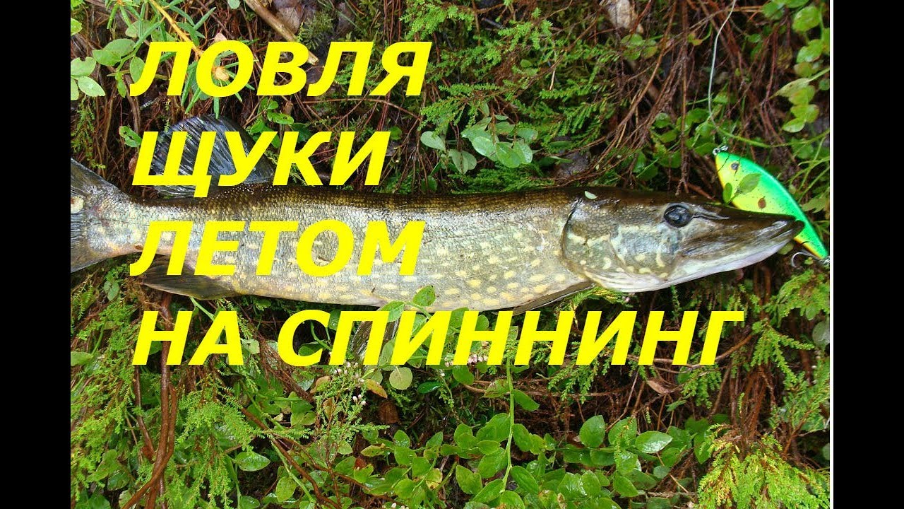 Ловля щуки на воблер в дождливую погоду - YouTube