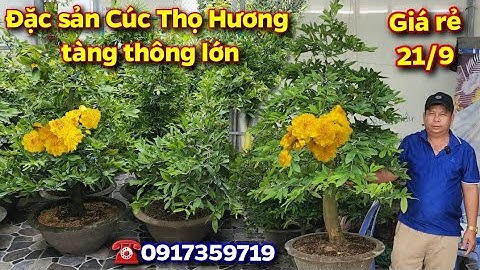 Chợ mai 21/9🌟Đặc sản Cúc Thọ Hương ghép tứ quý, tàng thông lớn giá rẻ☎️0917359719💫CS Cần Thơ HG