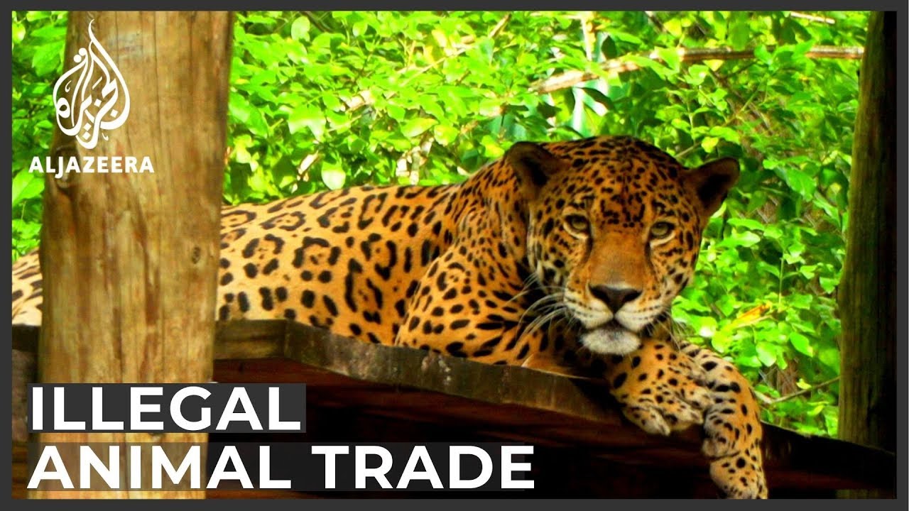 Planet SOS: Guatemala's illegal animal trade