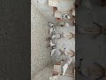 Pigeons