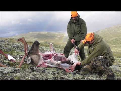 Video: Hvordan Slakte En Stør