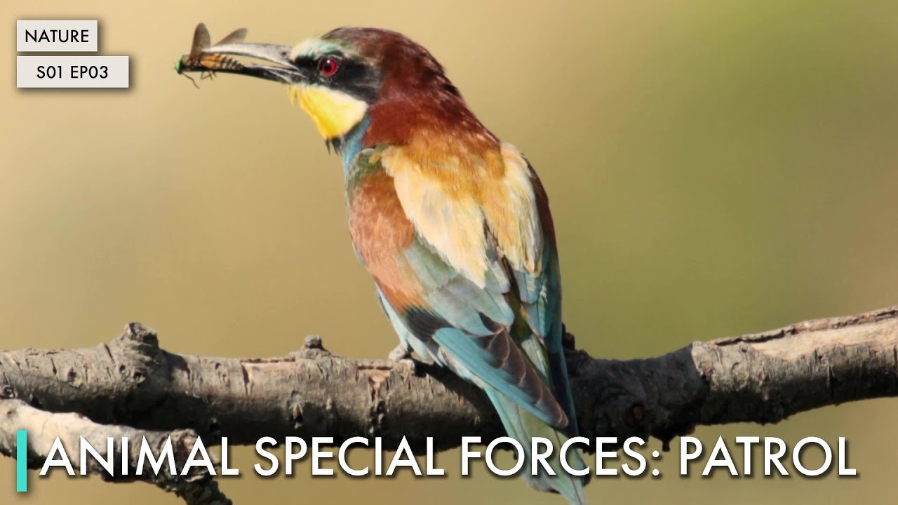 Animal Special Forces: Patrol