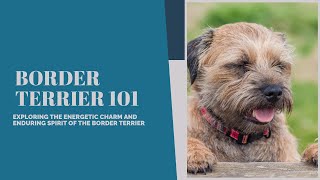 Border Terrier 101: From Fox Hunter to Family Companion