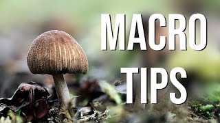 Macro TIPS and TRICKS in spring woodland (Tutorial with lighting, focus stacking)