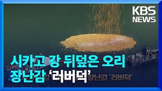 [글로벌K] 시카고 강 뒤덮은 오리 장난감 ‘러버덕’ / KBS  2022.08.08.