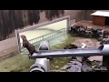 流しカワウソ@市川市動植物園 の動画、YouTube動画。