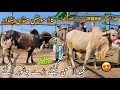 Kala maweshi mandi peshawar new update 3042024 eid ul azha bulls price 2024  khyber social tv