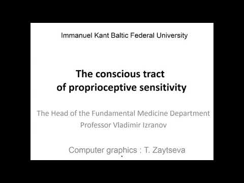 The conscious tract of proprioceptive sensitivity