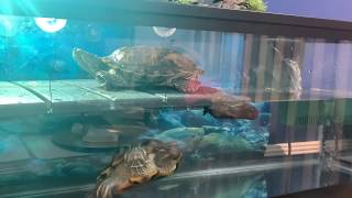Turtle Basking Platform Diy Cheap Easy