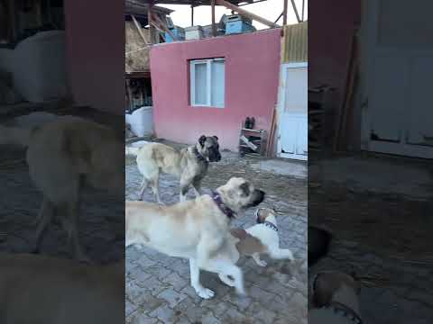 BOZO YERİNDE DURMUYOR #kangal #dog #akbaş #animals #puppy #alabai #cat #volkodav #dogs #malaklı