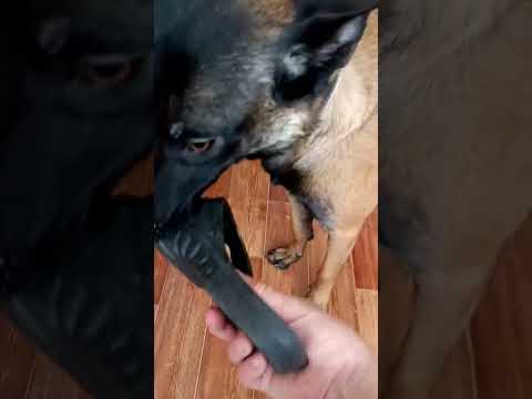 Кайман Малинуа приносит тапочки хозяину - Kayman Malinua #shorts #бельгийскаяовчарка #малинуа