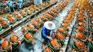 กระบวนการทำอาหารทะเลกระป๋องจากปู ทูน่า หอยนางรม กุ้ง ในโรงงาน - การเก็บเกี่ยวอาหารทะเล