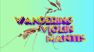 Wandring violin mantis || Gongylus gongylodes || pet mantis