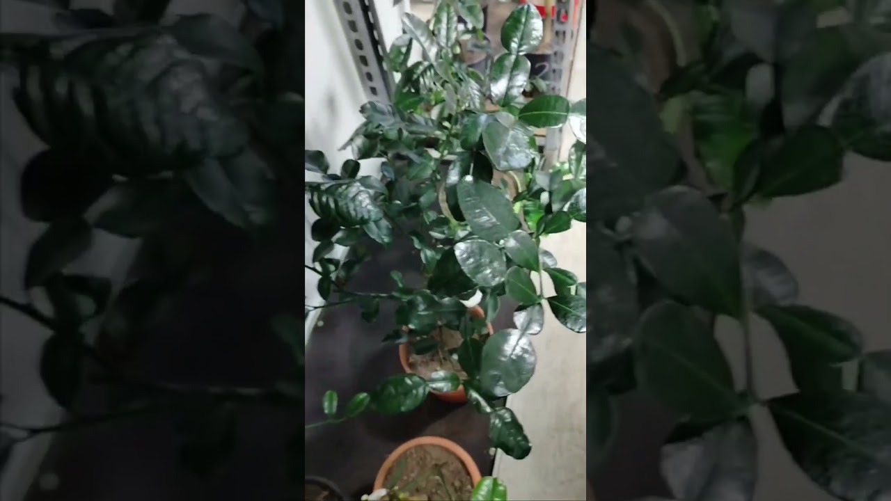 Кафрский лайм | 🔥 Цитрус Микс Москва 