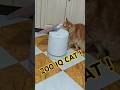 Piggy proved that he has a 200 IQ! 🧠。 #cat #maine #funny #funnycats