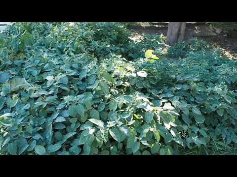 Video: Knotweed Control: Si të vrasësh Knotweed