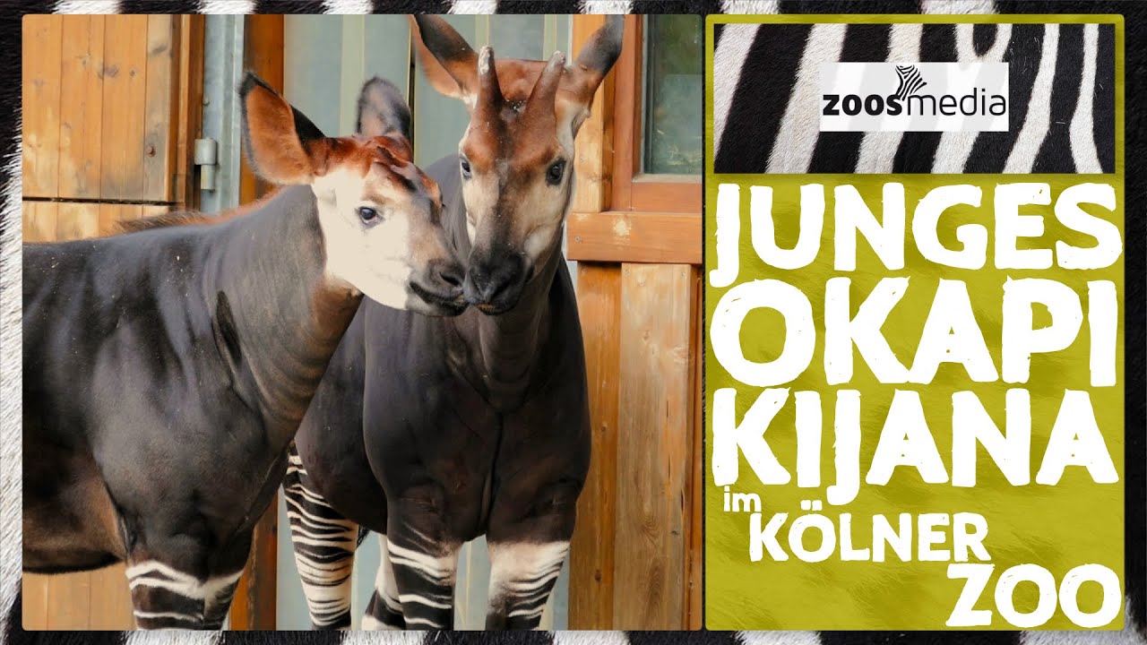 Young OKAPI at Cologne Zoo | zoos.media - YouTube