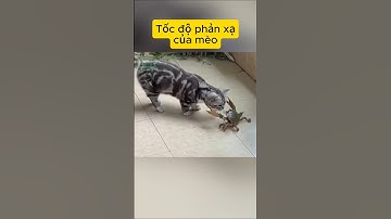 Tốc độ phản xạ của mèo thật quá kinh khủng #tintuc #bian