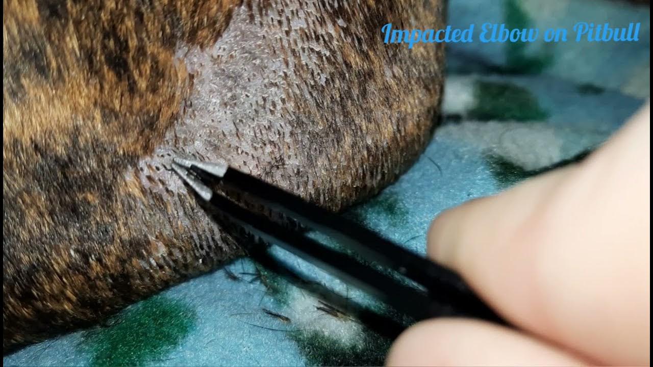 Impacted Hair Follicles on Pitbull's Elbow. YouTube