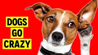 Crazy Sounds for Dogs | Sounds that makes Dogs Go Crazy