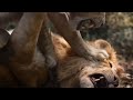 Nala finds simba scene  the lion king  movie scene 2019