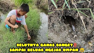 BELUTNYA GANAS BANGET‼️ SAMPAI KELUAR KEJAR UMPAN 😄, MANCING BELUT BERBURU BELUT, PART 79