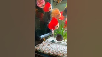 Chế hút đáy toàn dải cho ống overflow bể cá #aquarium