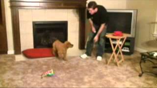 The First Dog Training Lesson Every Dog Should Master by Chet Womach 433,113 views 3 years ago 7 minutes, 59 seconds