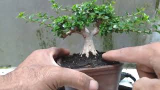 Cut The Bonsai Roots And Replace The Pot bonsaysetiawan