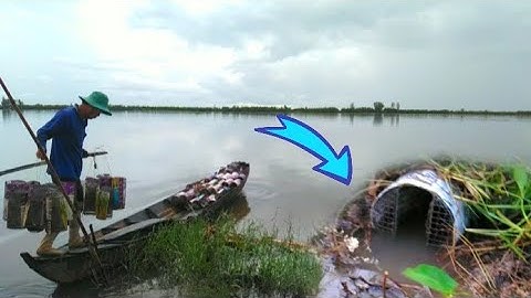 Đặt Lợp Ếch Mùa Lũ Vô Luôn Cặp Ếch Nái /Út Miền Tây