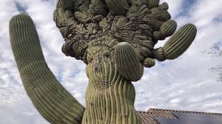 This Crested Saguaro Put a BIG SMILE IN MY FACE!!!