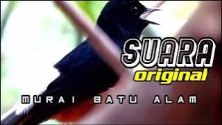 suara burung murai alam liar membuat murai lain ikut gacor||murai gacor