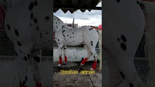 Cuaco ,caballo #elranchoyyo #plazaganaderas